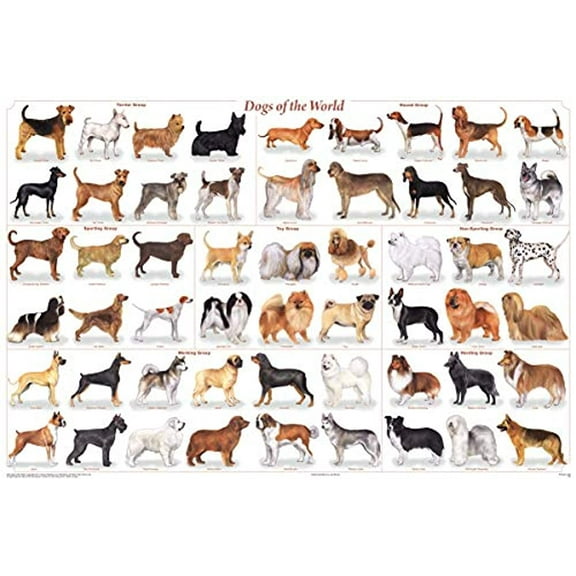 Laminated Dogs of the World 24.5 in x 0.01 in Posters, by Feenixx
