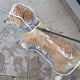thumbnail image 3 of Ropa impermeable para perros que no daña la piel, abrigo impermeable de doble capa para perros pequeños, correas reflectantes para mayor seguridad, 3 of 6