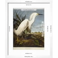 thumbnail image 3 of Snowy Heron or White Egret  Snowy Egret, Animals Framed Art Print Wall Art by John James Audubon Sold by Art.Com, 3 of 6
