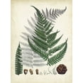 thumbnail image 2 of Unknown  12x14 White Modern Wood Framed Museum Art Print Titled - Collected Ferns II, 2 of 4
