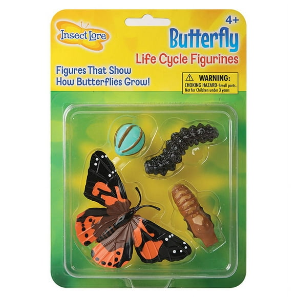 Étapes du Cycle de Vie du Papillon