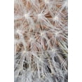 thumbnail image 2 of Talbot Frank, Christopher 11x14 White Modern Wood Framed Museum Art Print Titled - California, San Diego, Close-up of a dandelion, 2 of 4