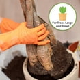 thumbnail image 5 of Money Tree Potting Soil 2qt. Unique Plant Mix for Indoor Trees, 5 of 6