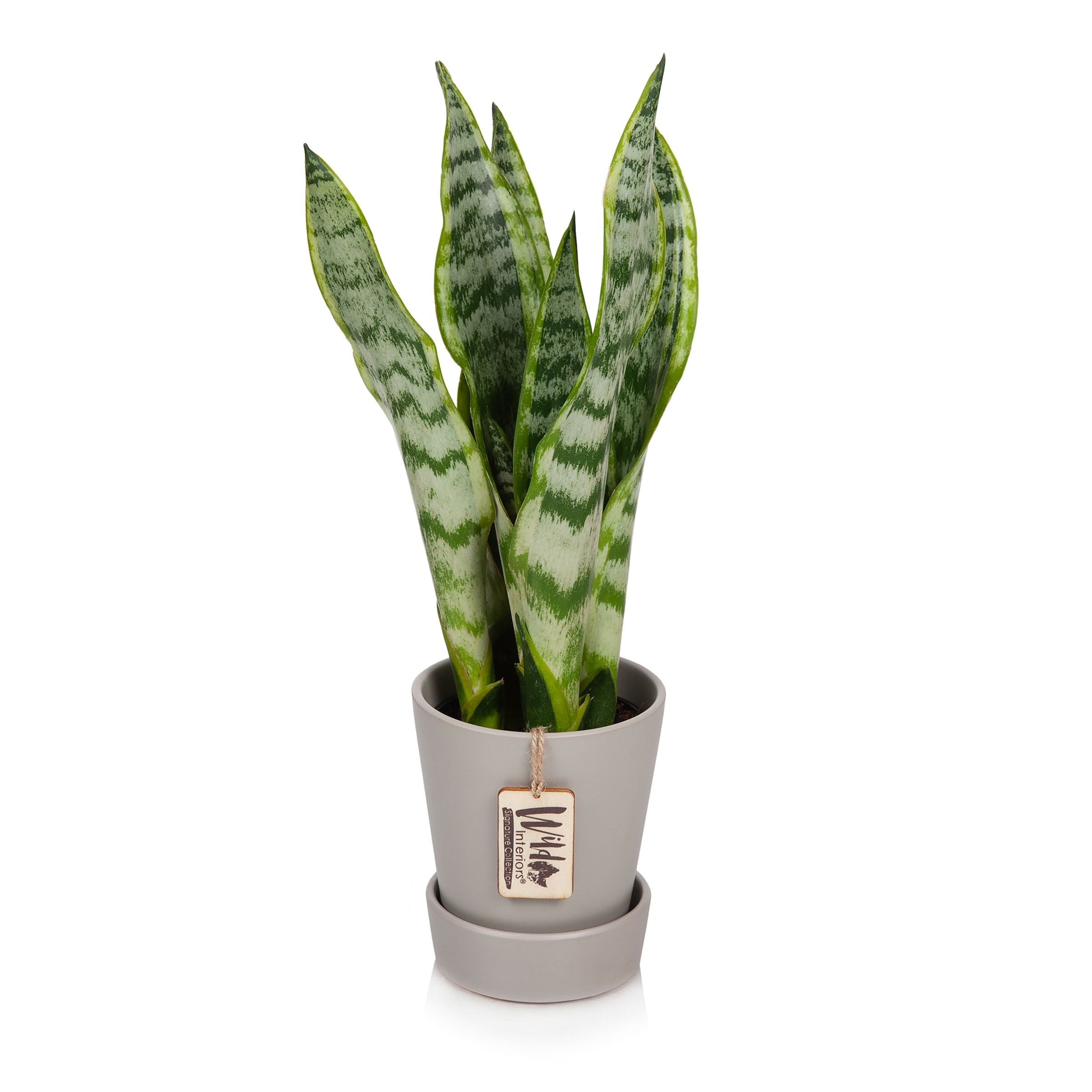 Wild Interiors Live Plants Live Sansevieria Laurentii