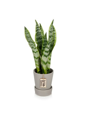 Wild Interiors Live Plants - Live Sansevieria Laurentii Plant - Easy Care Snake Plant in 5