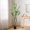 Green#5, variant on Indoor Plants, 120CMARTIFICIAL PIERIS TREE, Green Artificial Flowers,Rattan Outdoor Plants, Household Supplies & Décor, Flowers & Plants 120CMARTIFICIAL PIERIS TREE