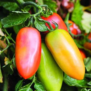 San Marzano Tomato Plant- Two (2) Live Plants - Not Seeds -Each 5'-7' Tall- In 3.5 Inch Pots