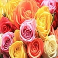 thumbnail image 3 of KaBloom : Bouquet of 24 Assorted Rose Next-Day Delivery, Gift for Every Occasion., 3 of 5