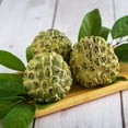 thumbnail image 2 of Brighter Blooms - Sugar Apple (Sweetsop) Tree, 2-3 ft. - No Shipping to AK, AZ, HI, 2 of 4
