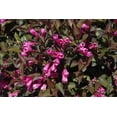 thumbnail image 4 of 2 Gallon Victoria Weigela Shrub, 4 of 6