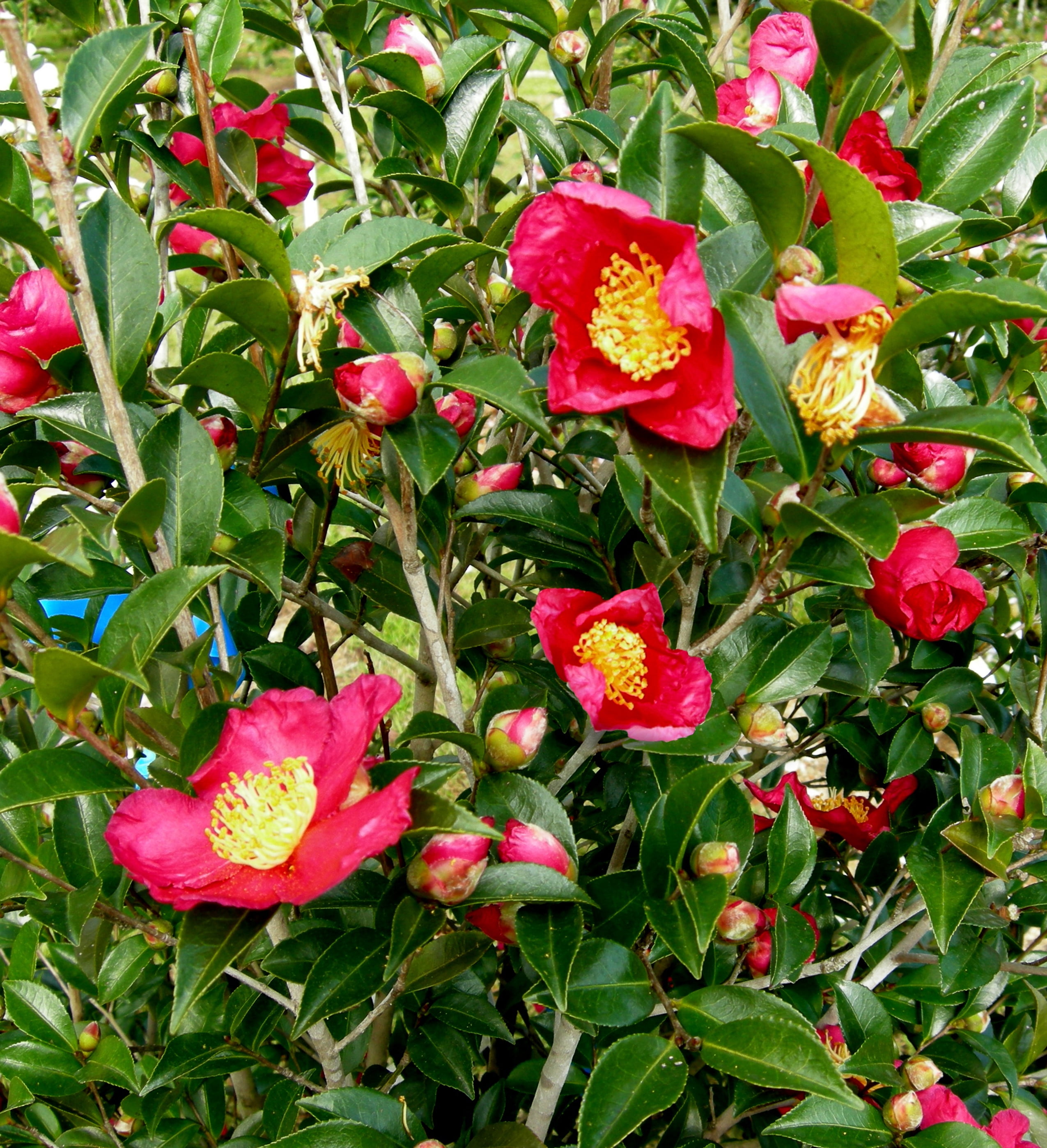 Expert Gardener Yuletide Camellia 2.5 Gallon Evergreen Shrub, Red Flowers, Part Sun