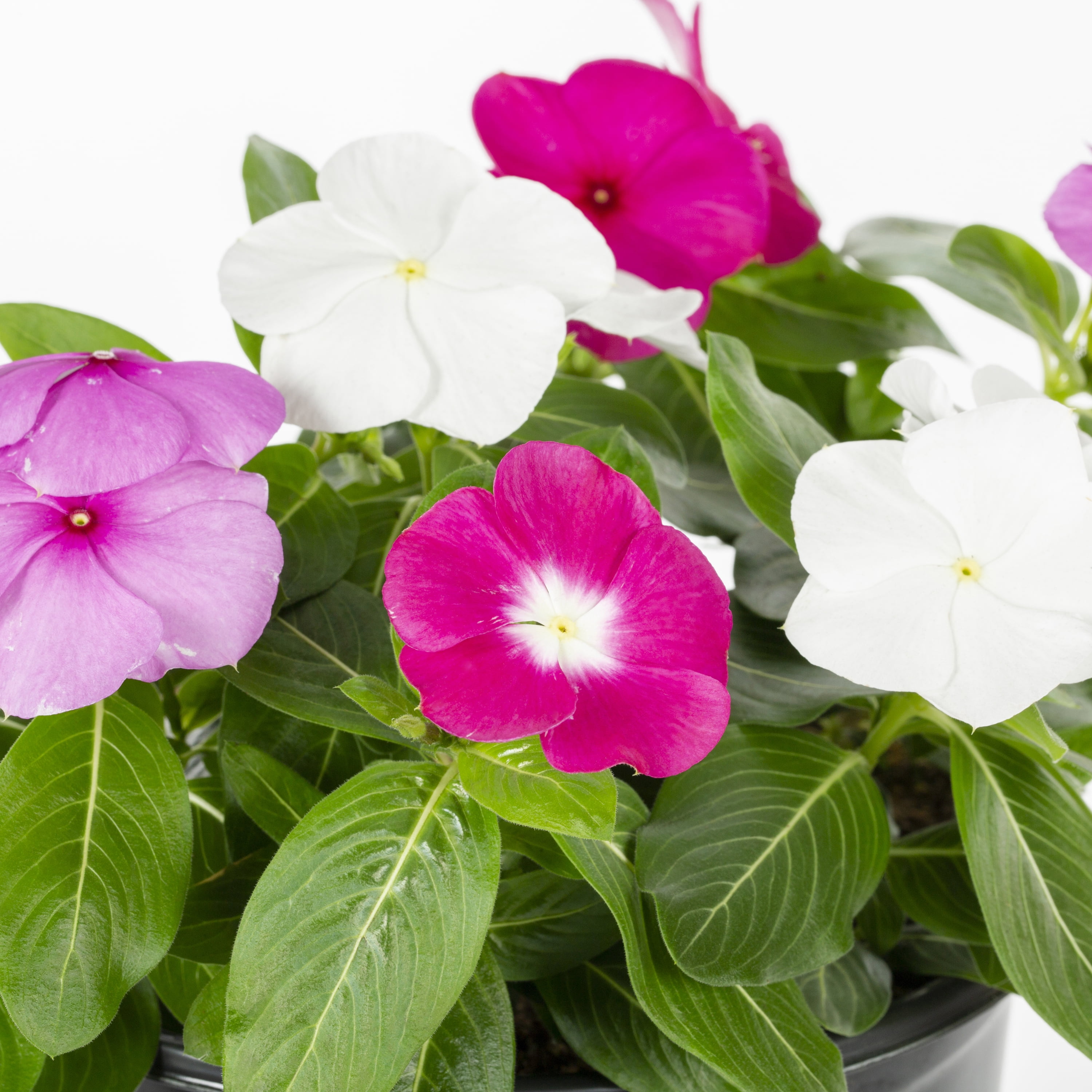 Expert Gardener 2QT Multicolor Vinca Live Annual Plant Sun 3-Pack