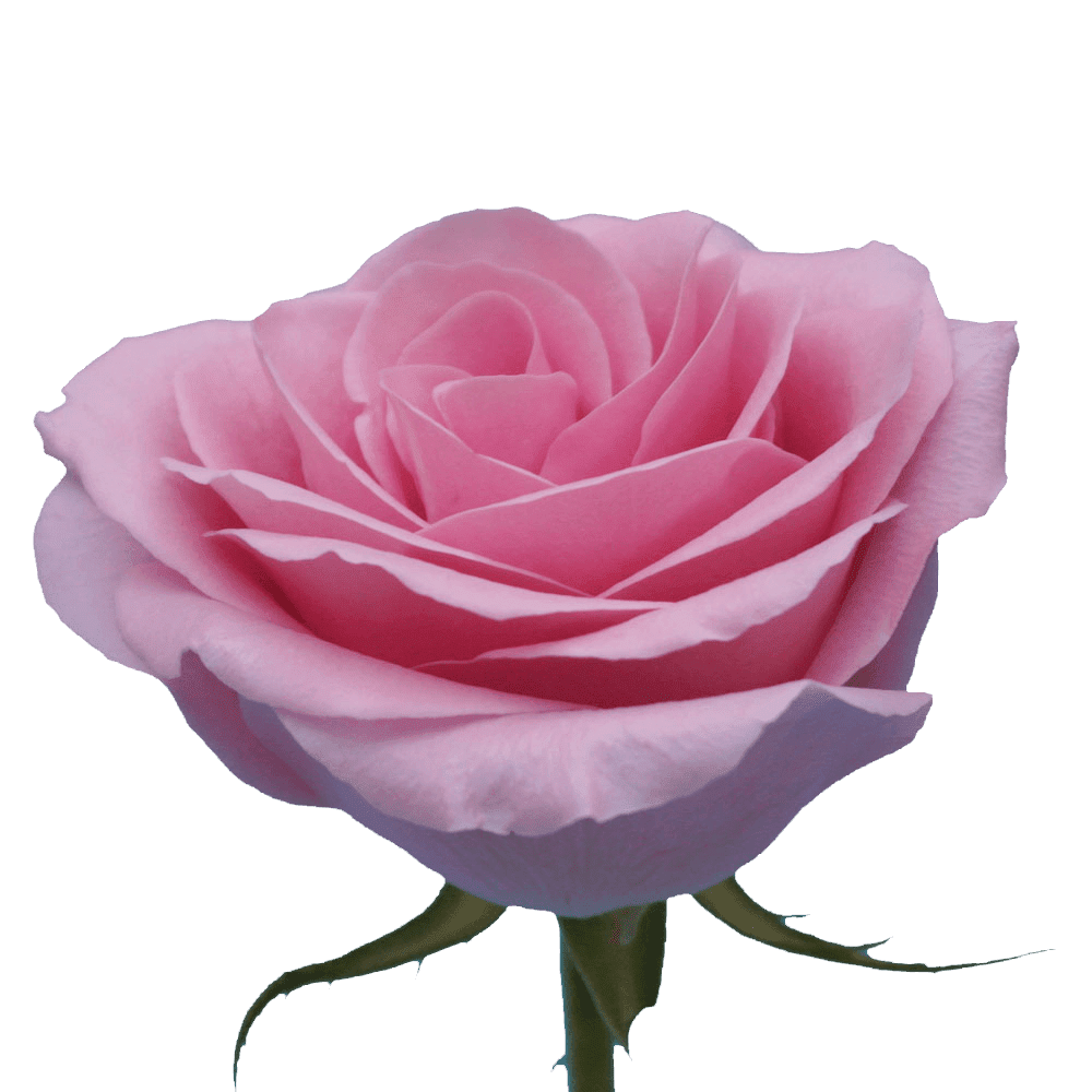 Set of 9 pink color rose petals on a transparent background 28339593 PNG