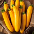 thumbnail image 5 of Everwilde Farms - 20 Organic Golden Zucchini Summer Squash Seeds - Gold Vault Jumbo Bulk Seed Packet, 5 of 5