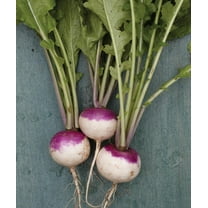Purple Top White Globe Turnip Seeds - 5000 Seeds