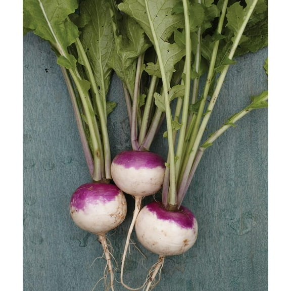 Purple Top White Globe Turnip Seeds - 5000 Seeds