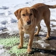 thumbnail image 5 of BANIRO 2026 New Pet Safe Ice Melt - Fast-Acting,Non-Toxic Ice Melter for Driveways,Sidewalks and Patios - Paw-Friendly Formula Safe for Dogs,Cats and Landscaping for Driveway, Sidewalk, Patio, 5 of 6