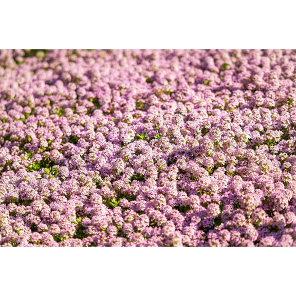 1000 Pink ALYSSUM ROSIE O DAY Lobularia Maritima Flower Seeds