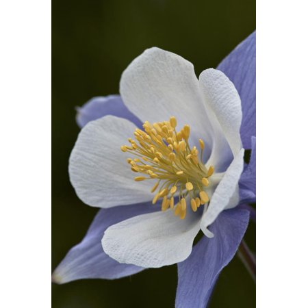 Wall Unites Blue columbine (Colorado columbine) (Aquilegia coerulea), San Juan National Forest, Colorado, Unite Print Wall Art By James Hager ()