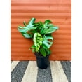 Large Monstera Deliciosa Tropical Split Leaf Plant 10" Pot Indoor