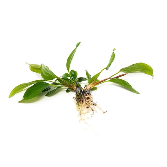 Anubias Hastifolia Bare Root Small Live Aquarium Plants BUY2 GET1 FREE