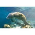 thumbnail image 2 of CafePress - Florida Manatee Swimming Stainless Steel Travel - Insulated Stainless Steel Travel Tumbler 20 oz., 2 of 3
