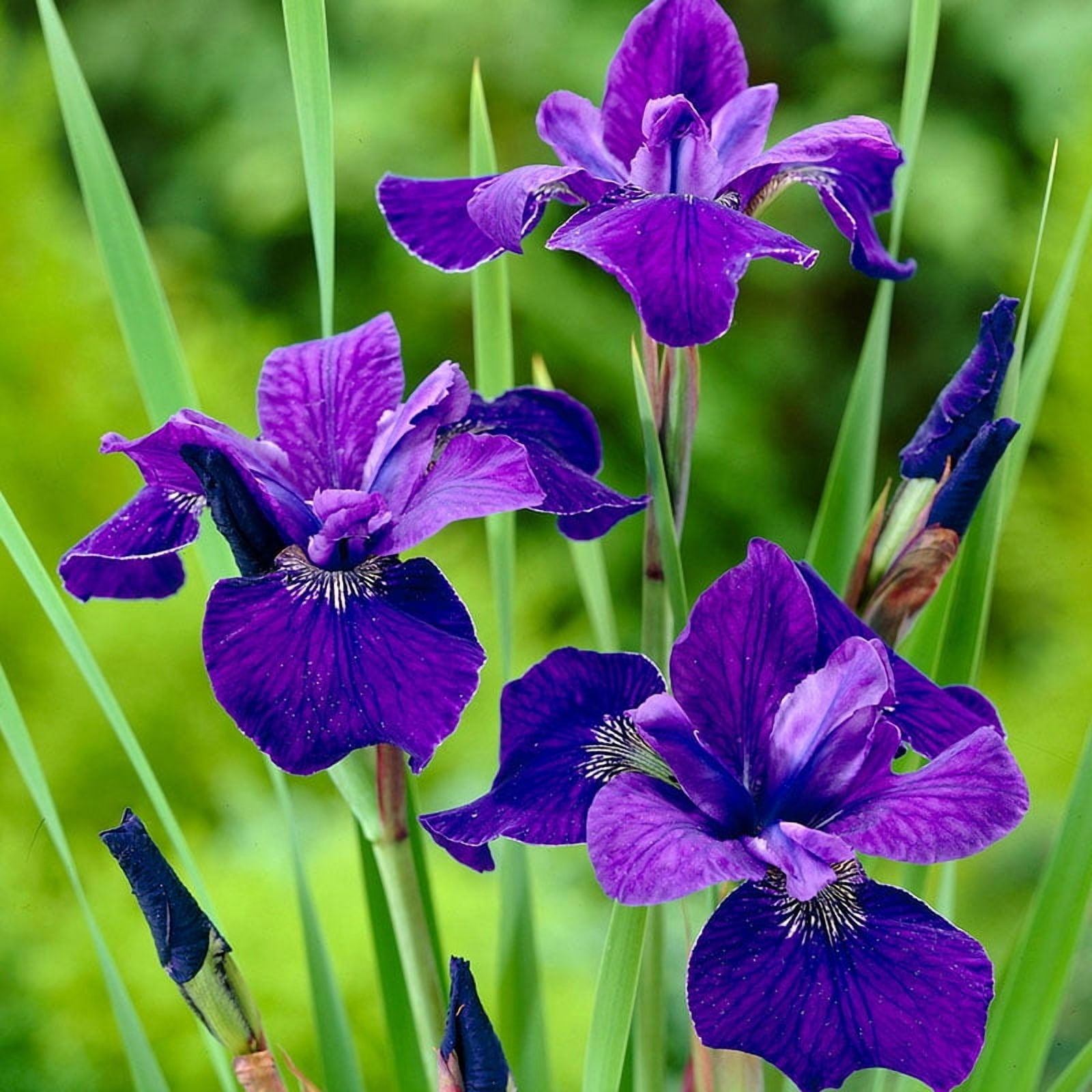 Caesars Brother Blue Siberian Iris Flower Bulbs - 5 Roots per Pack - Deer Resistant - Good as Cut Flowers - Naturalizing - Perennializing - Easy to Grow Live Plants - Outdoor Garden