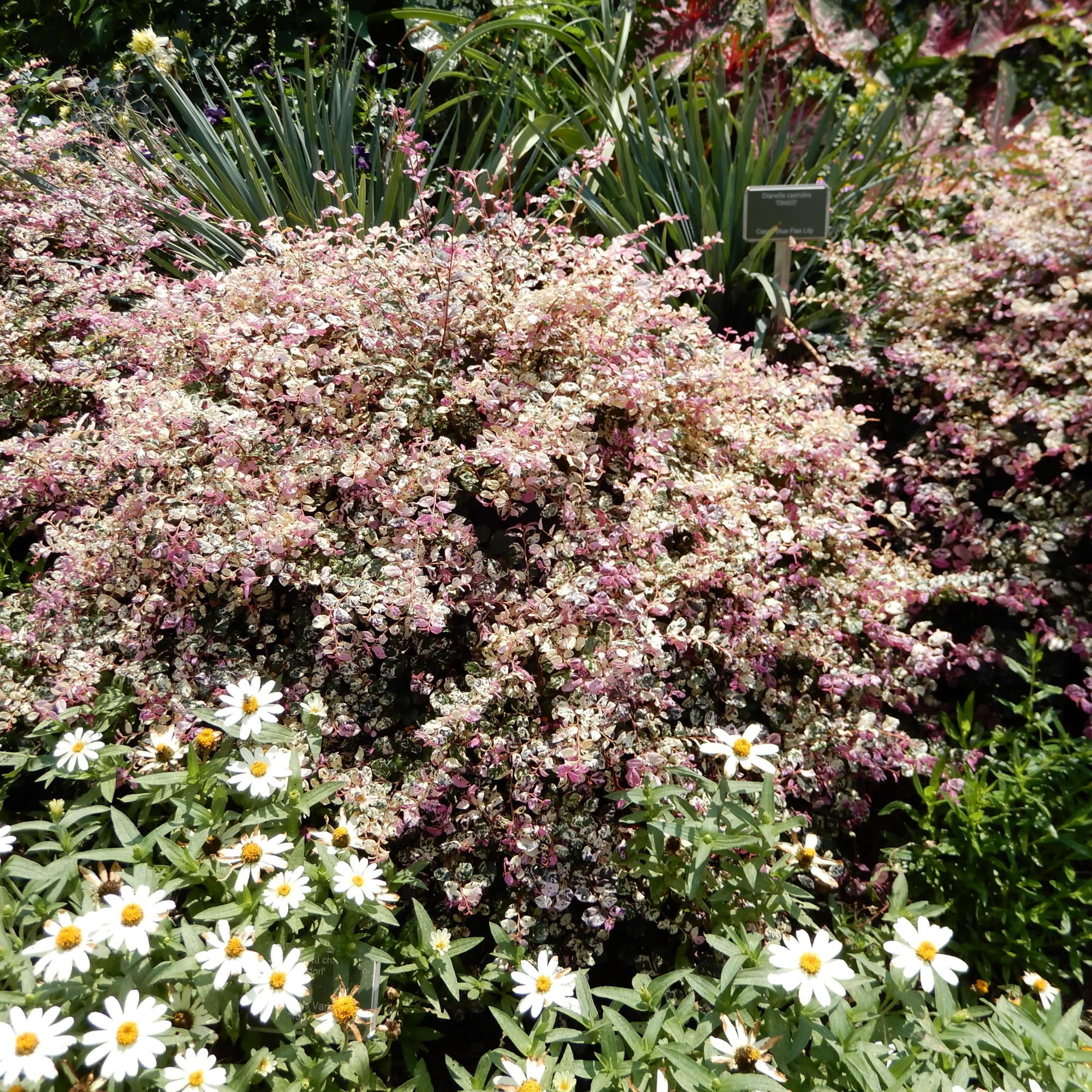 Proven Winners ColorChoice 5" Pink Jazz Hands Variegated Chinese Fringe-Flower Live Plant in 4.5" Pot (4 Count)