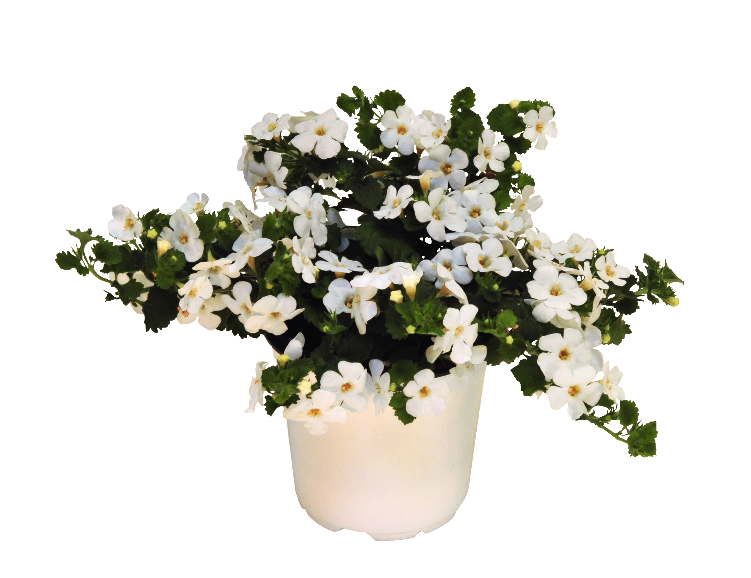 Better Homes & Gardens 1QT Bacopa Megacopa White Annual Live Plant Full Sun