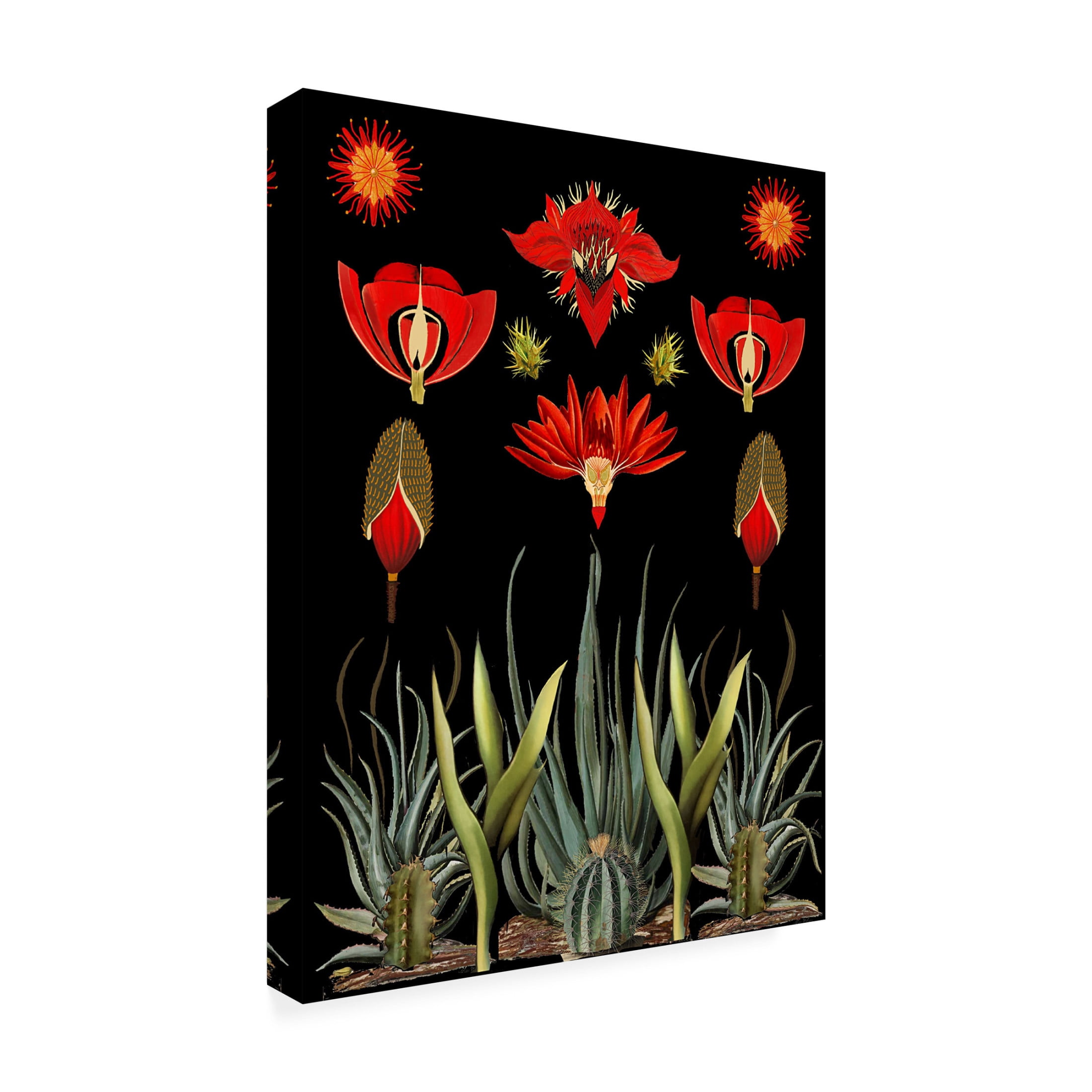 Trademark Fine Art giovanna nicolo  Cactus and Succulent Invention Canvas Wall Art