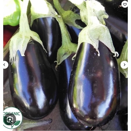 Eggplant Traviata live plant 3.5 inch pot Certified Organic