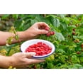 thumbnail image 2 of Gardenera Labs Premium Raspberry Potting Soil Mix - Optimal Blend for Thriving and Juicy Berries - 1 Quart, 2 of 2