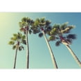 thumbnail image 2 of wall26 - California Palm Trees in Vintage Style. - Removable Wall Mural | Self-Adhesive Large Wallpaper - 66x96 inches, 2 of 6