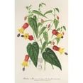 thumbnail image 3 of Charles Antoine Lemaire 17x24 Black Modern Framed Museum Art Print Titled - Abutilon Vexillarium (1854-1896), 3 of 5