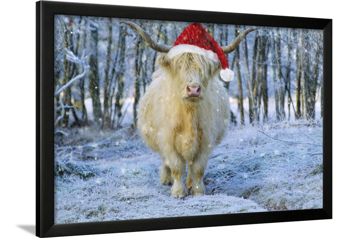 Scottish Highland Cow In Snowy Scene Framed Print Wall Art Com