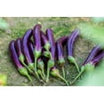 thumbnail image 2 of 1000 Seeds LONG PURPLE EGGPLANT Solanum Melongena Esculentum Vegetable Seeds, 2 of 7