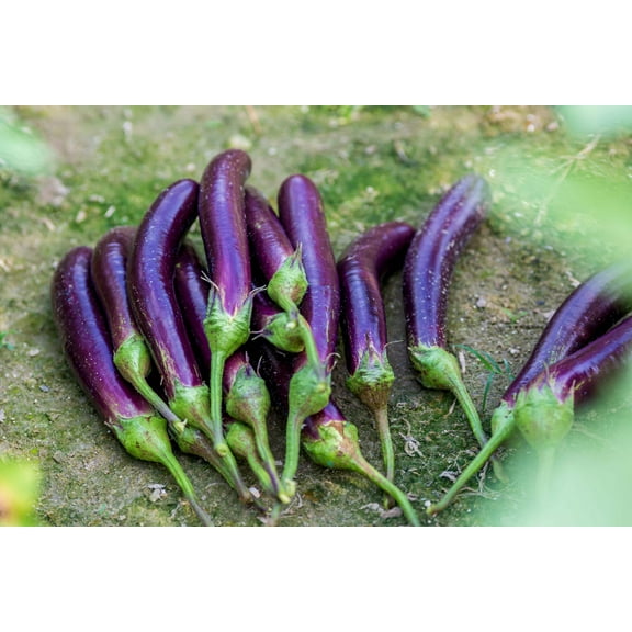 1000 Seeds LONG PURPLE EGGPLANT Solanum Melongena Esculentum Vegetable Seeds
