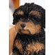 thumbnail image 5 of Figura de acción Hi-Line Gift Cachorro Cavapoo Negro y Canela en Poliresina, 5 of 6