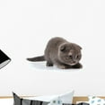 thumbnail image 1 of Little Scottish-fold Kitten Wall Decal Sticker by Wallmonkeys Vinyl Peel and Stick Graphic (18 in W x 11 in H), 1 of 4