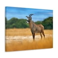 thumbnail image 2 of Antelope In Mountain Background Antelope In Grass Outside Wall Art Ready To Hang Unframed, 2 of 18