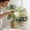 🔥Green_Hot#397, variant on Indoor Plant Mister Spray Bottle 300ml Fine Mist Plastic Watering Can for Houseplants, Succulents, Flowers and Small Indoor Outdoor Plants