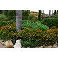 thumbnail image 4 of American Plant Exchange Lantana Dallas Red in 6" Pot, Full Sun, Drought Tolerant, Vibrant Cluster Flowers, 4 of 7