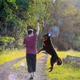 thumbnail image 3 of UEETEK Interactive Dog Toys Extendable Flirt Pole Funny Chasing Tail Teaser and Exerciser for Pets (Blue), 3 of 6