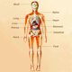 thumbnail image 4 of 26-27 3D Human Body Torso Model for Kid Anatomy Model Skeleton,Removable Parts Toy Kit, 4 of 5
