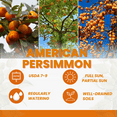 thumbnail image 5 of Persimmon Tree Live Plant, Persimmon Plant, Dormant Fruit Tree, 8-10 inches Tall, Quart Pot, Zones 7-9, 5 of 5