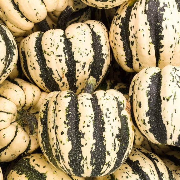 Sweet Dumpling Winter Squash Garden Seeds - 1 Oz - Heirloom, Non-GMO - Vegetable Gardening Seed