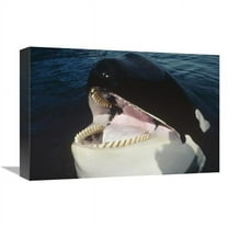 12 x 18 in. Orca Portrait, North America Art Print - Flip Nicklin