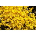 thumbnail image 2 of 200 GOLDEN CARPET SEDUM Acre Gold Moss Stonecrop Flower Seeds, 2 of 11