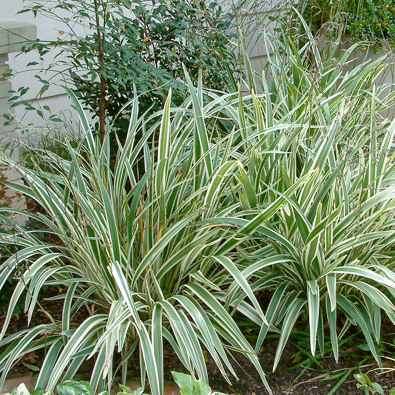 Expert Gardener Silver Streak Dianella (2.5 Quart) Flax Lily Perennial with Variegated Foliage