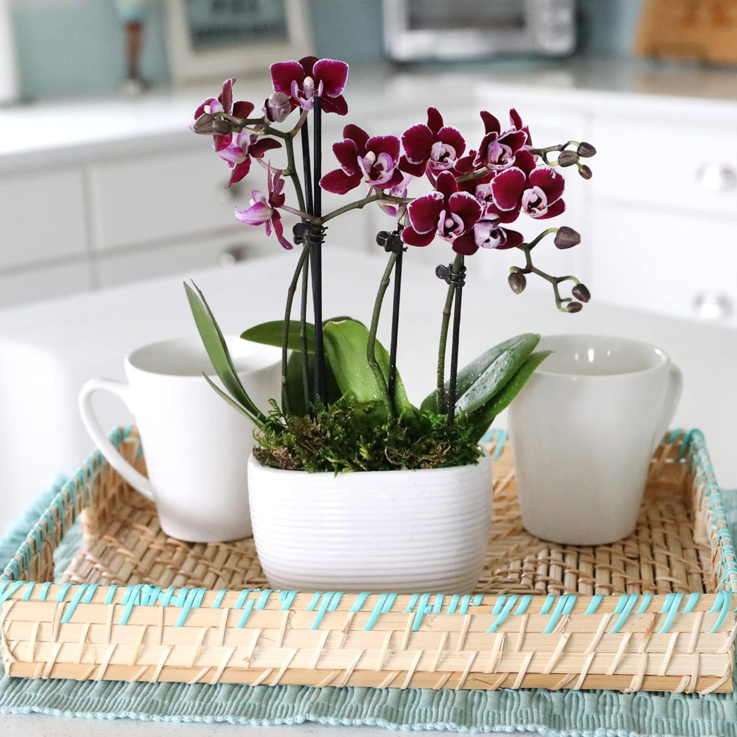 Just Add Ice 6-10" Dark Purple Mini Orchid Duo Live Plants in 4" White Ceramic Planter, House Plant